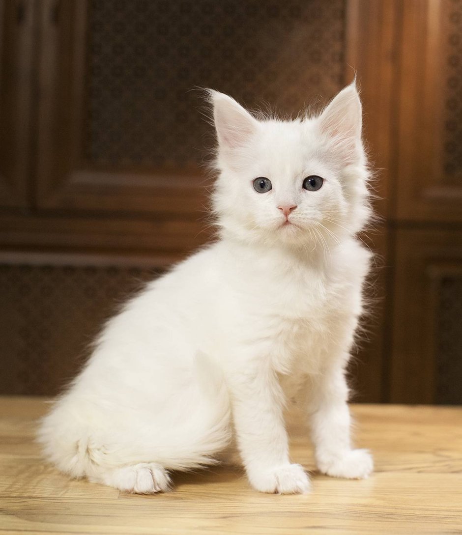 Белая кошка Мейн кун