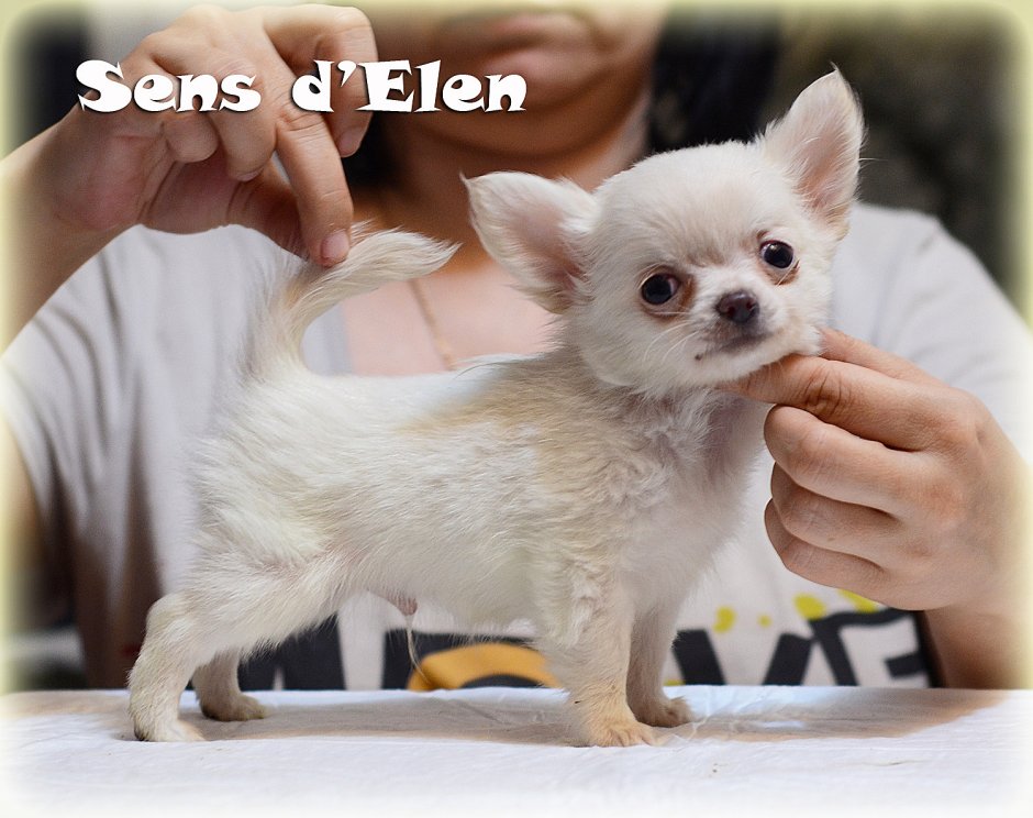 Hairy Chiwawa
