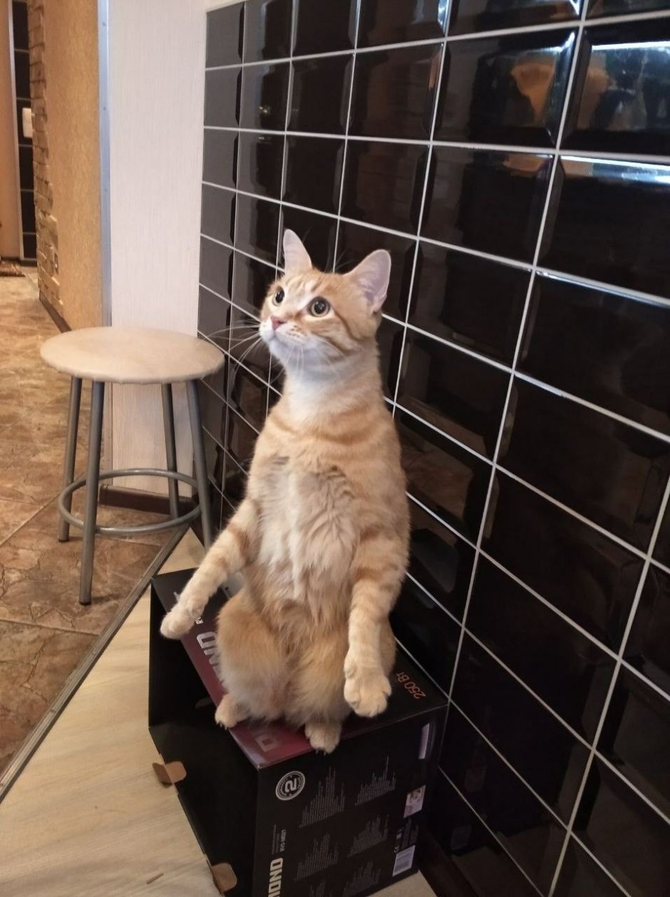 Кот попрошайничает