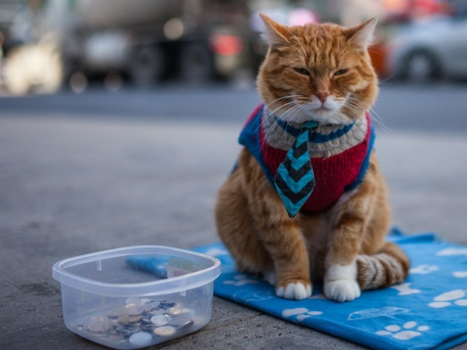Котенок попрошайка