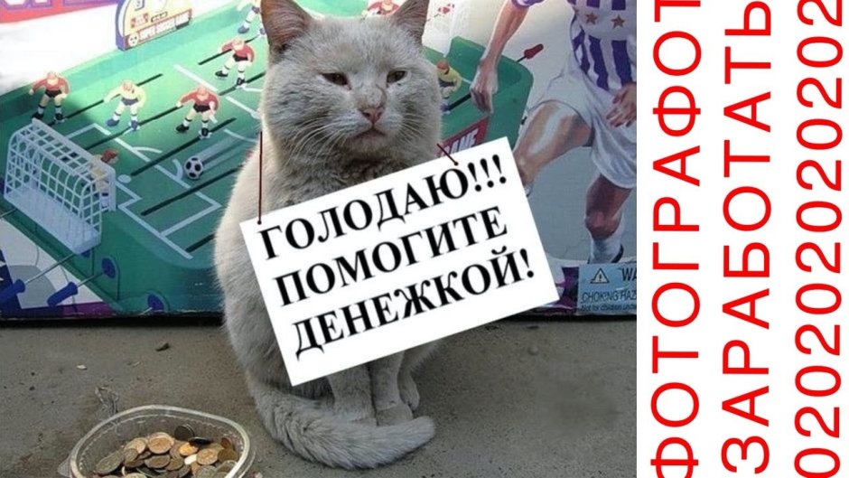 Кот просит денег