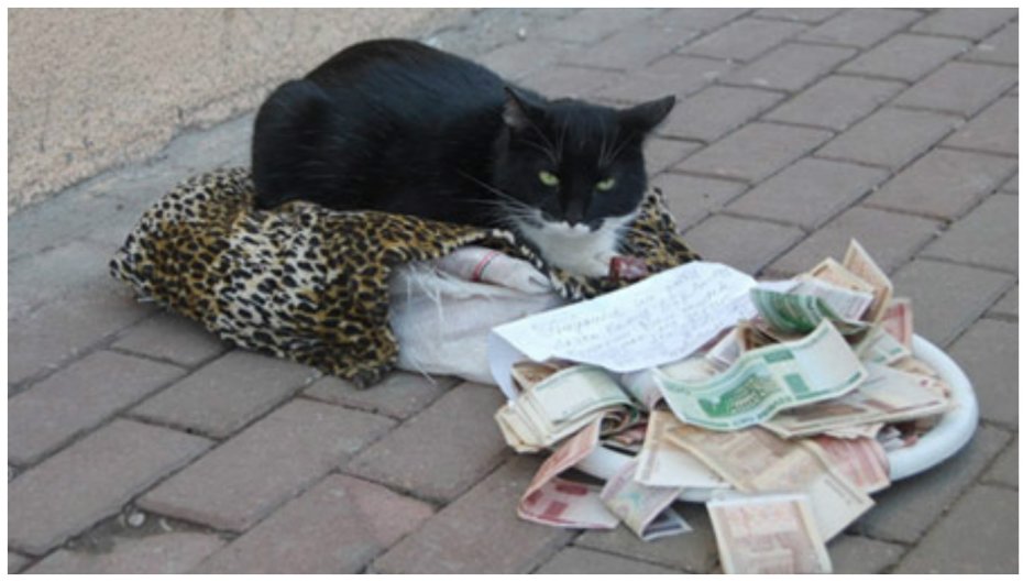 Кот попрошайка юмор