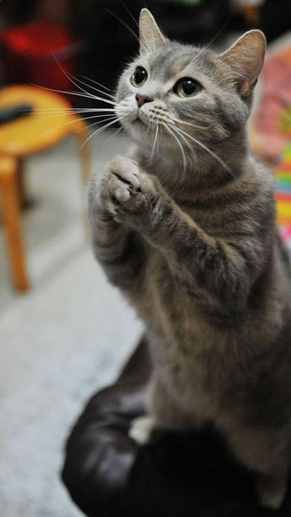 Котик молится