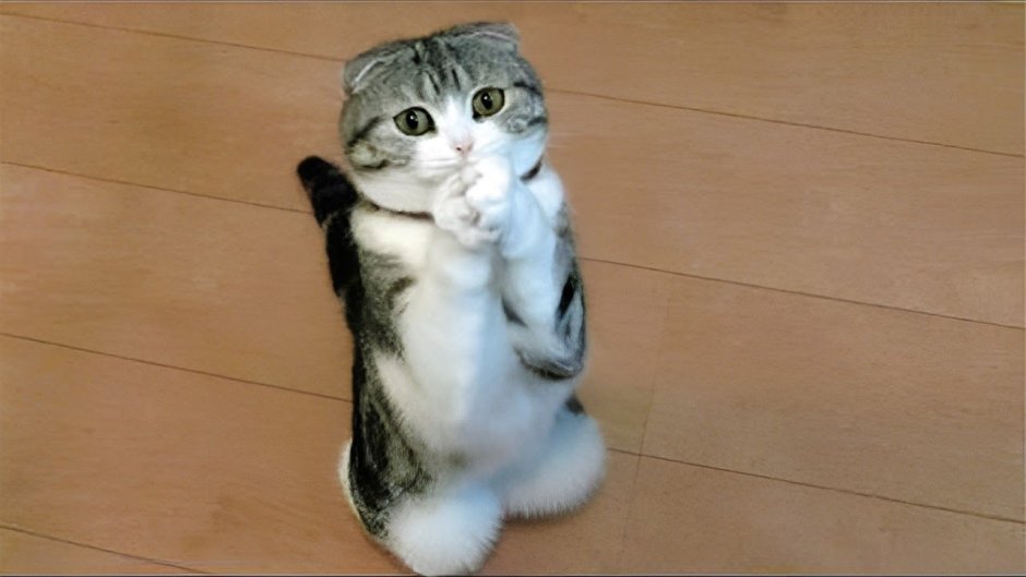 Котенок с глазами просящими