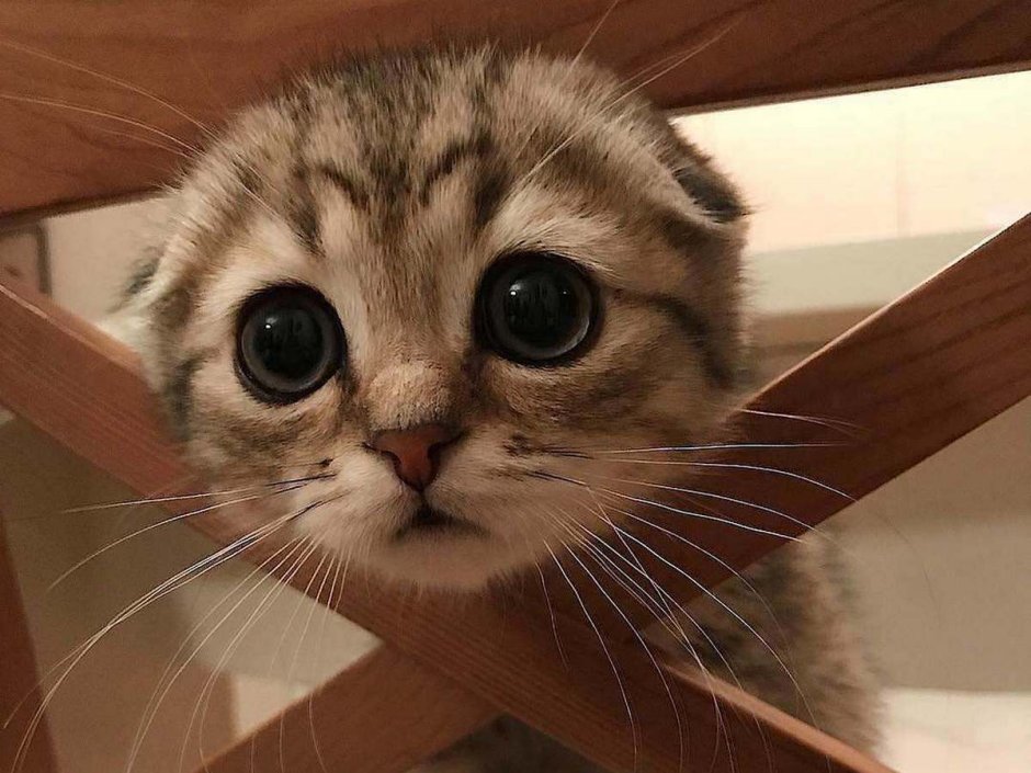 Кот с плюшевой мышью в кафе