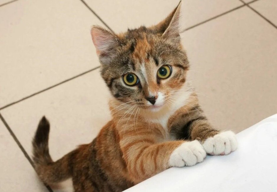 Кошка просит