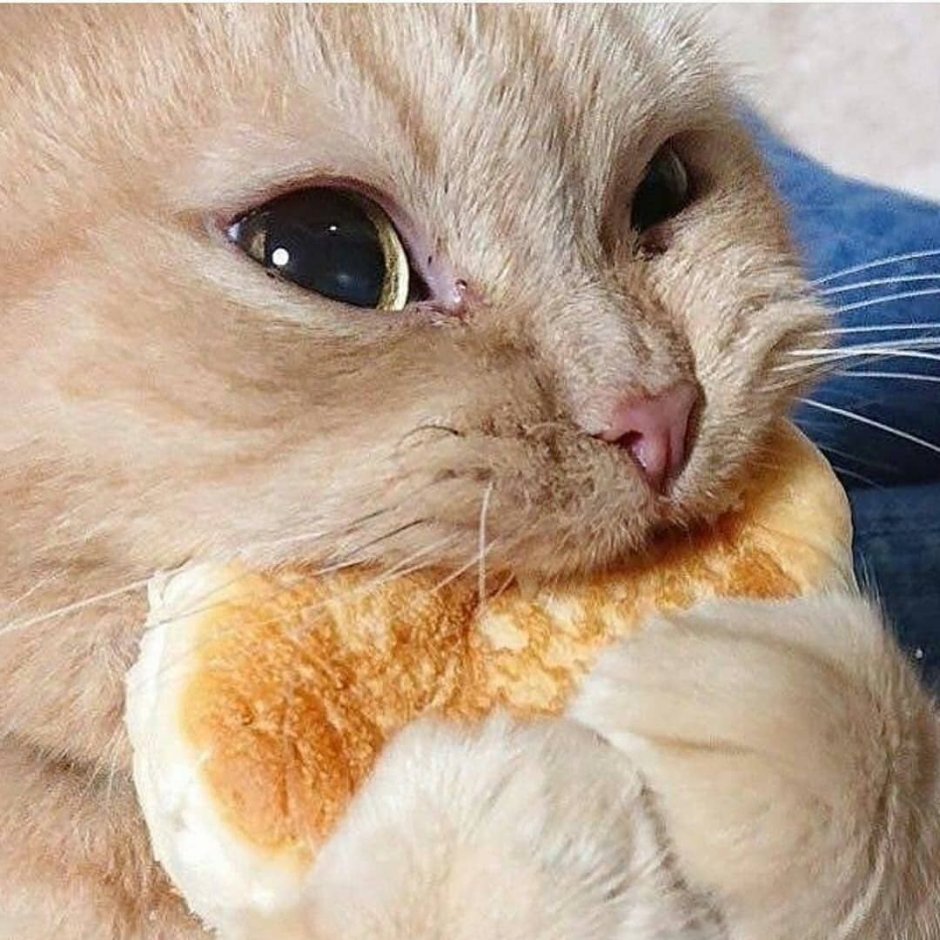 Котики обнимашки