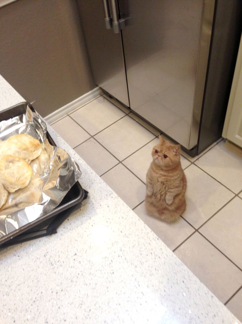Котенок просит