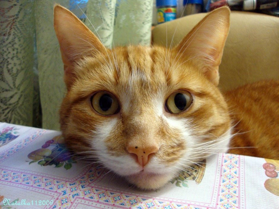 Котенок плачет