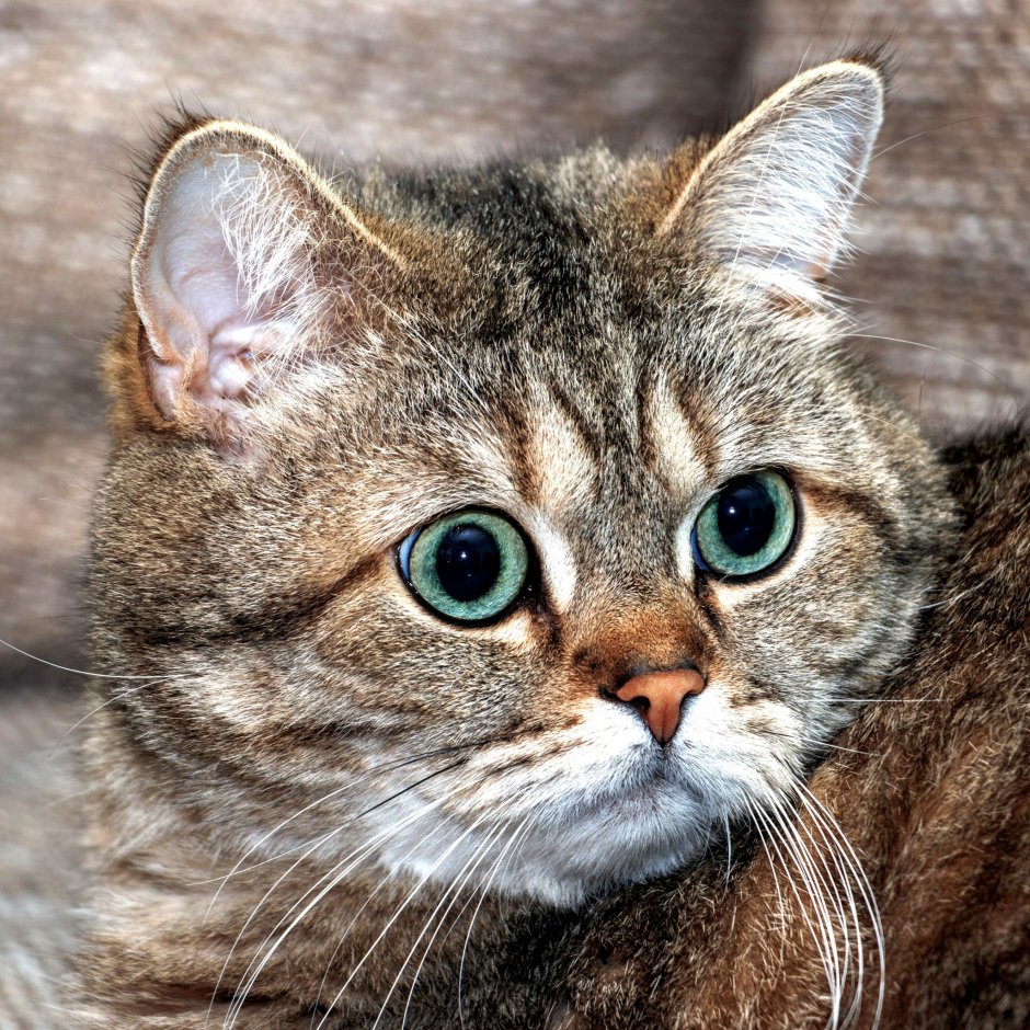 Шотландский вислоухий кот сидит на попе