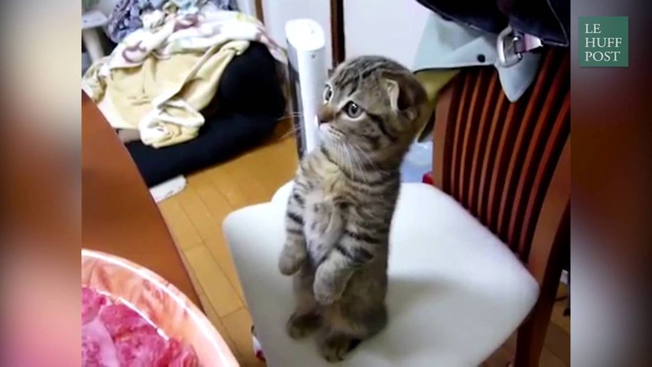 Просящий котик