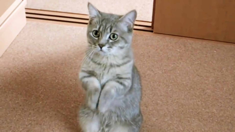 Котик попрошайка