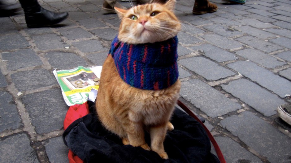Кошка попрошайка