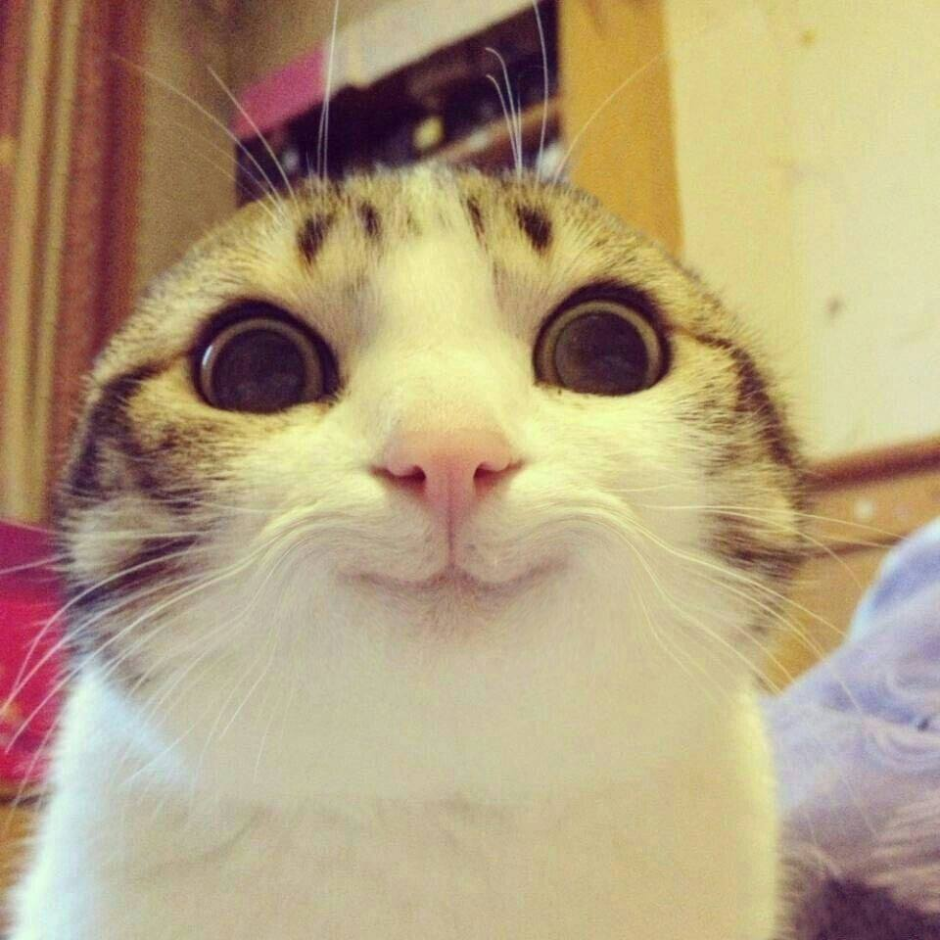 Я обязательно выживу котенок