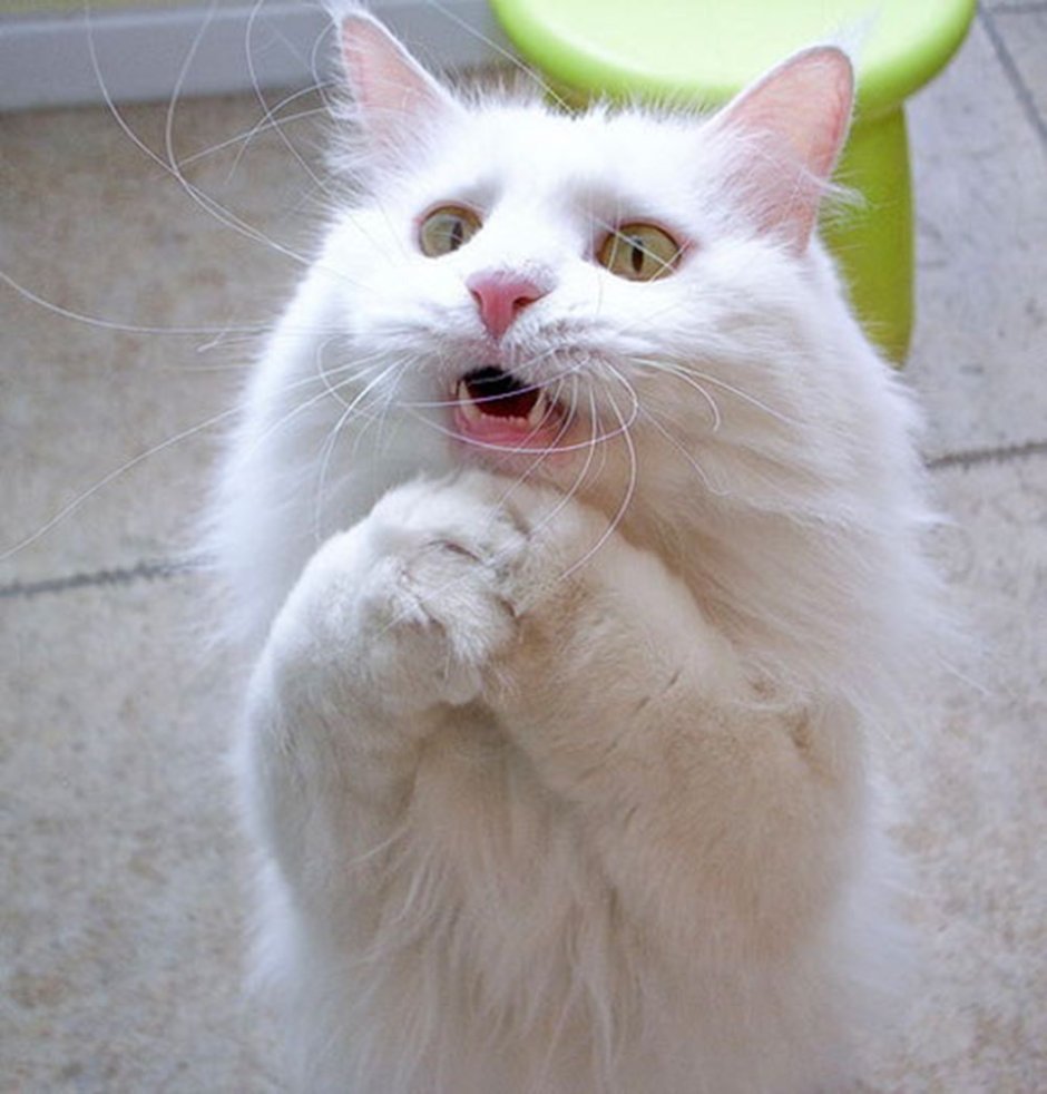 Котенок молится