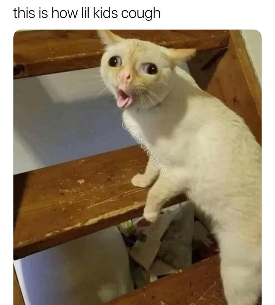 Умоляющий котик