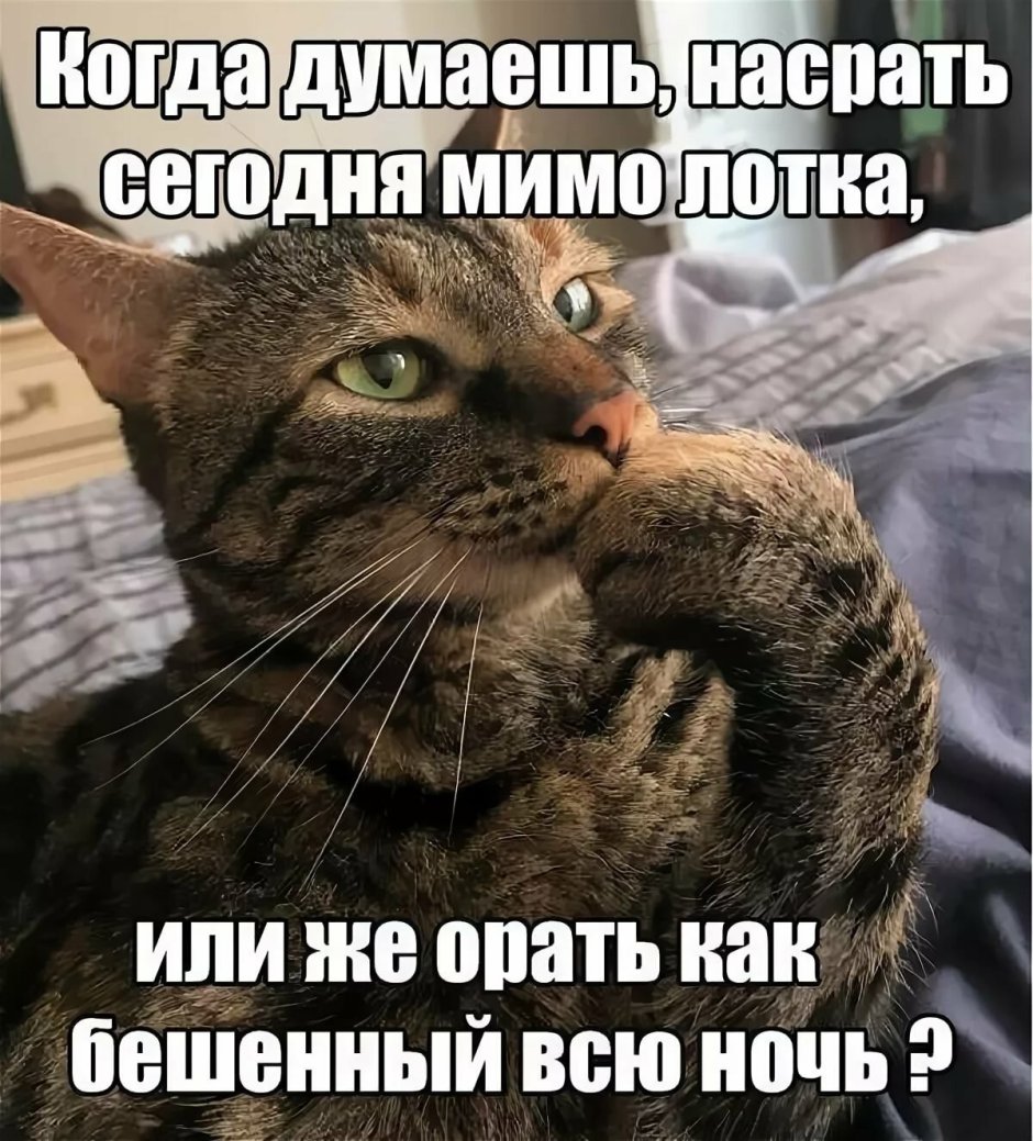Котенок держи конфетку
