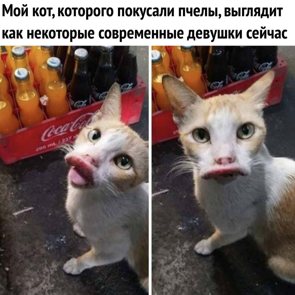 Котик просит