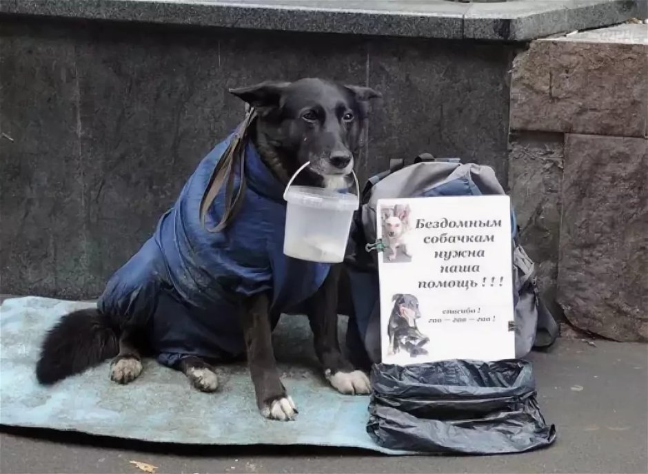 Милый котик попрошайка