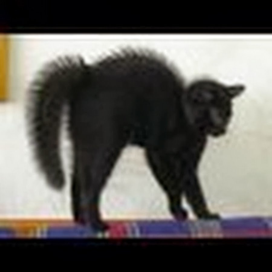 Кот с выгнутой спиной