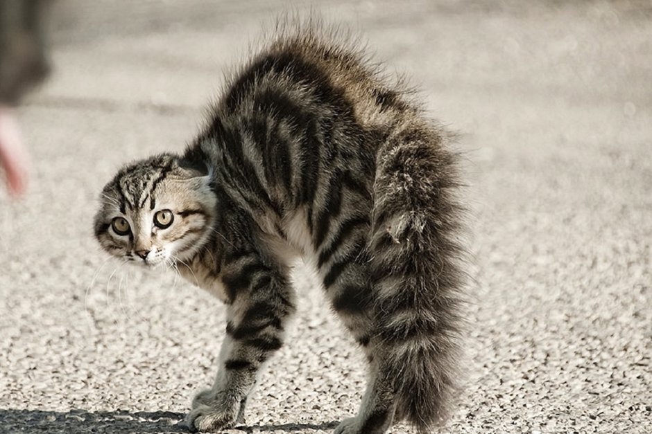 Испуганный котенок