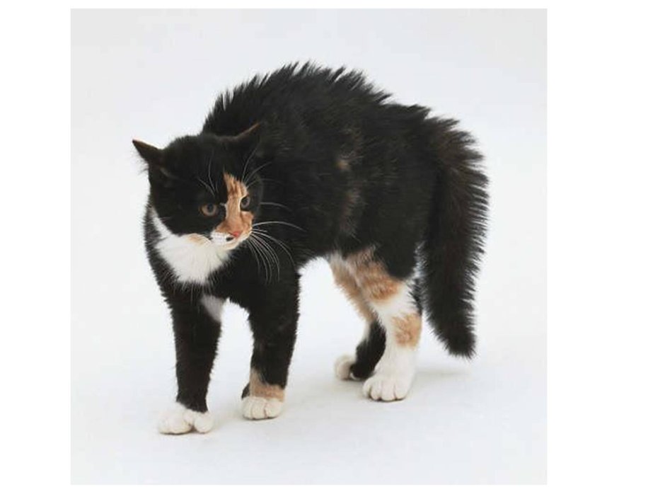Кошка шерсть дыбом