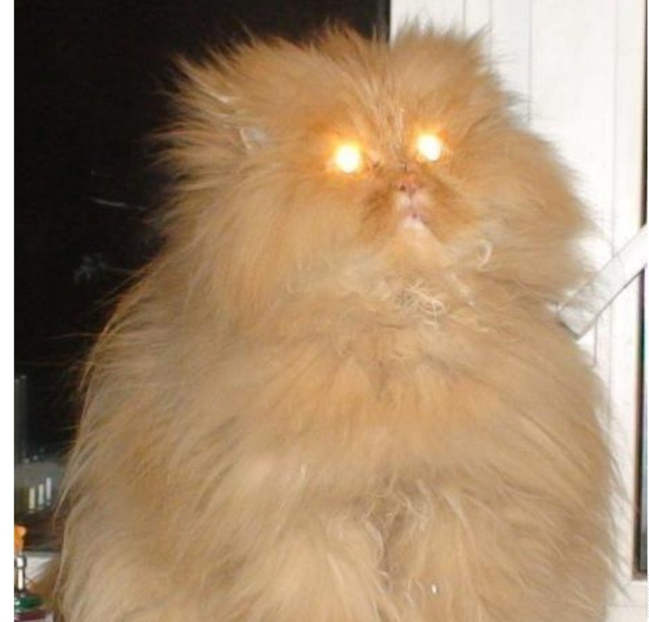 Смешные животные с надписями