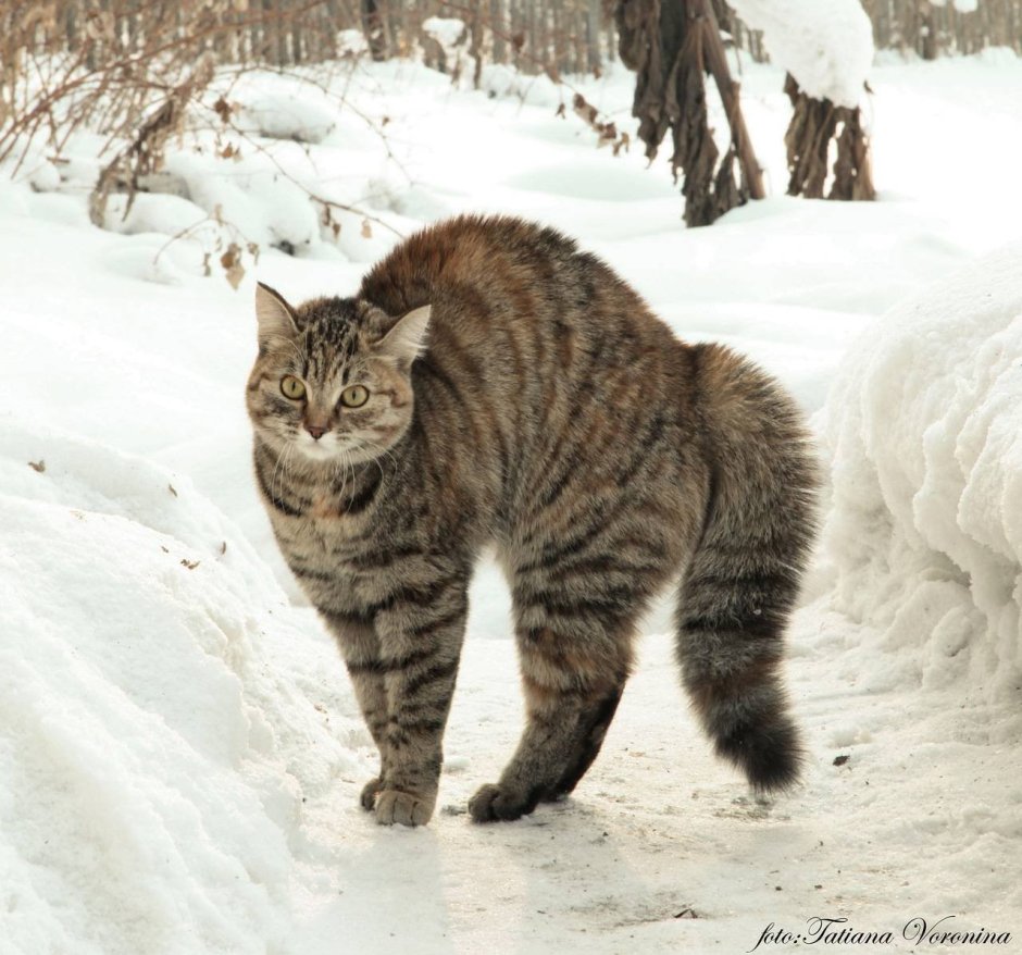 Курильский Степной кот