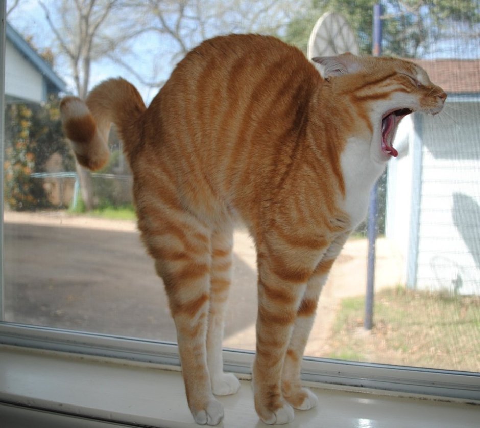 Кот выгнул спину