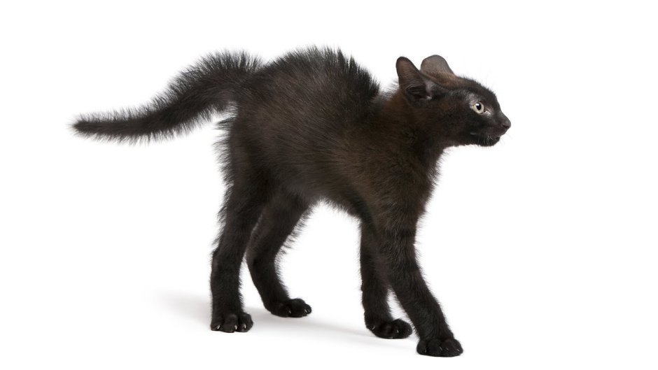 Черный кот шерсть дыбом