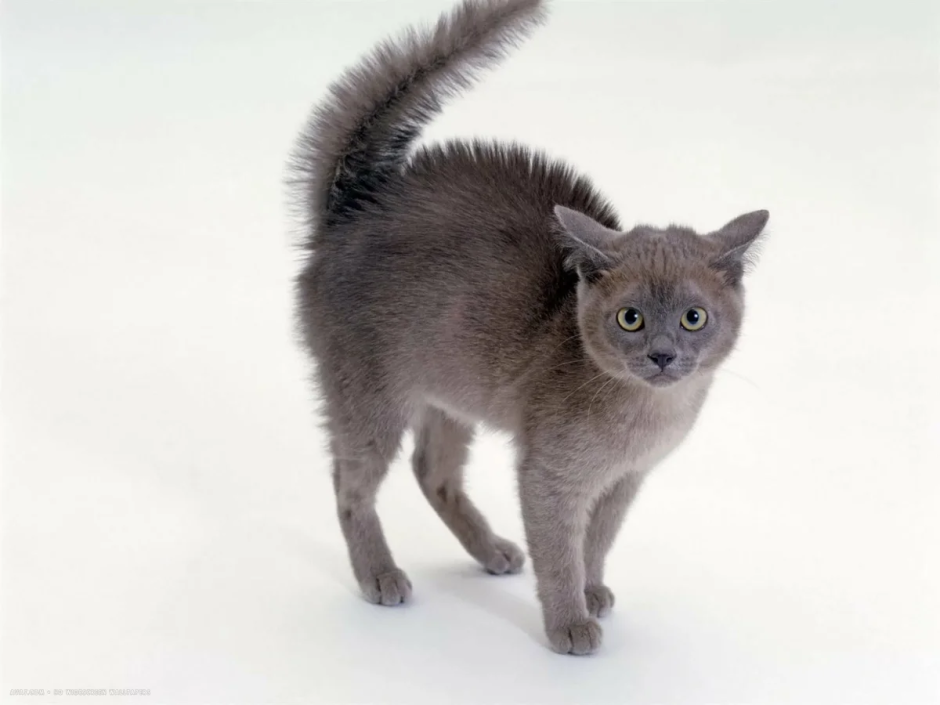 Кошка дыбом