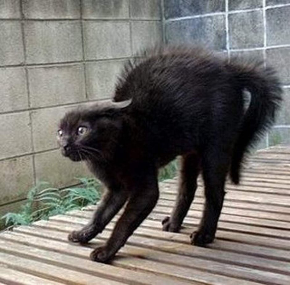 Коты с выгнутой спиной