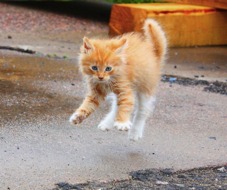 Взъерошенный рыжий кот