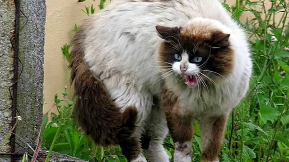 Оборонительные позы животных