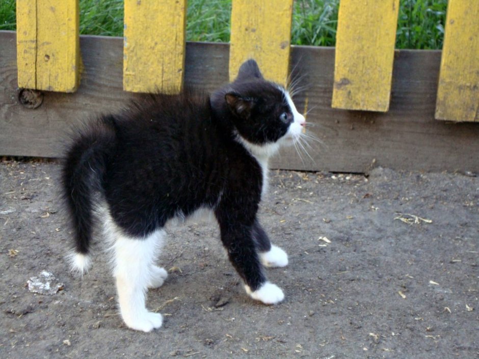 Котенок шерсть дыбом