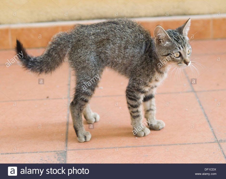 Порода кошек с кривым хвостом