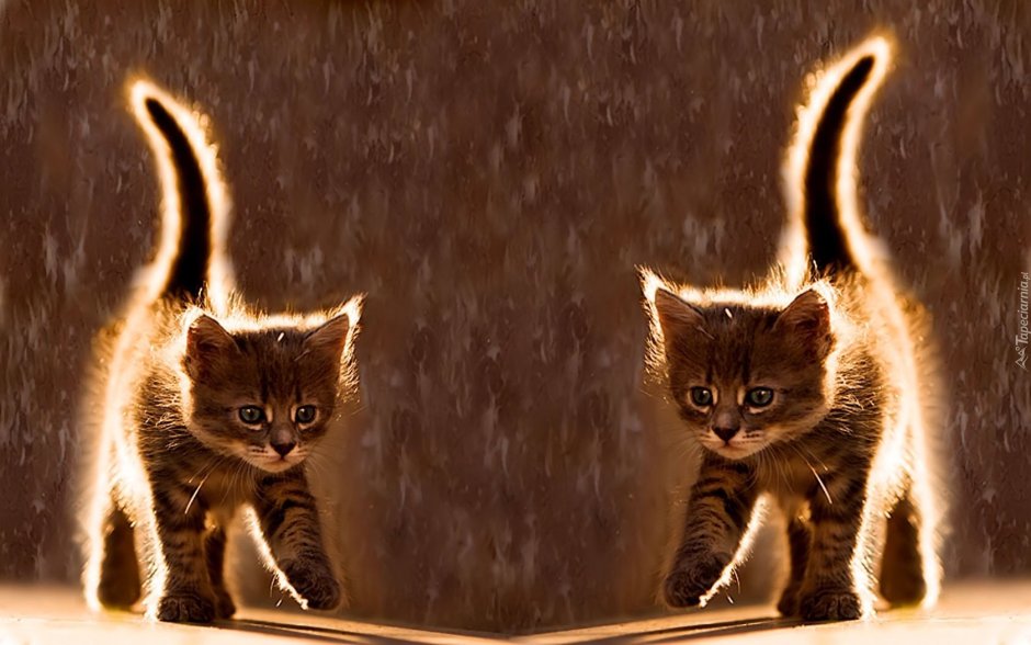 Котенок шагает