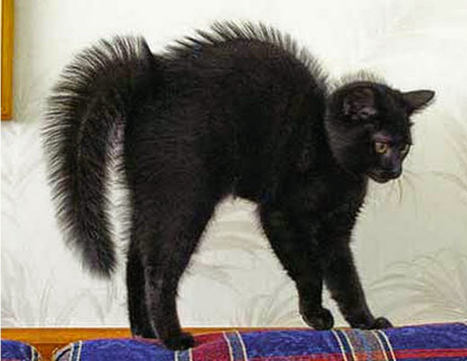 Коты шерсть дыбом