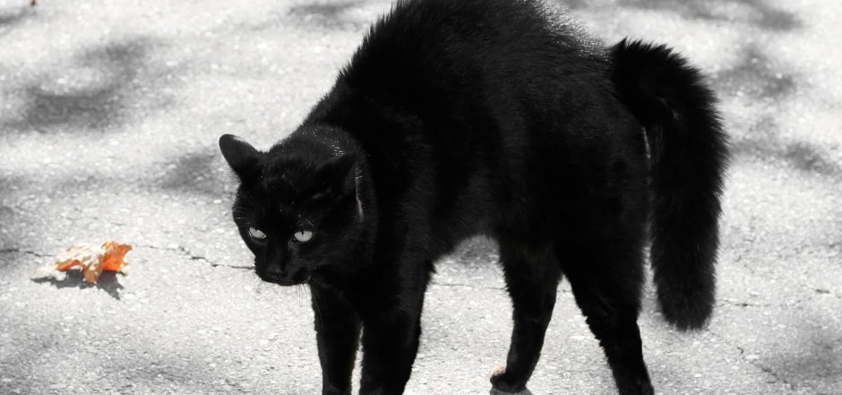 Чёрный кот