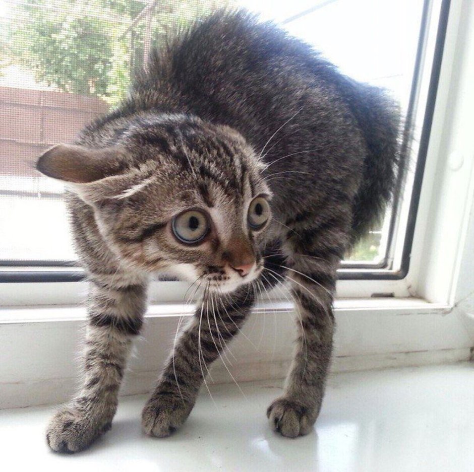 Кот испугался