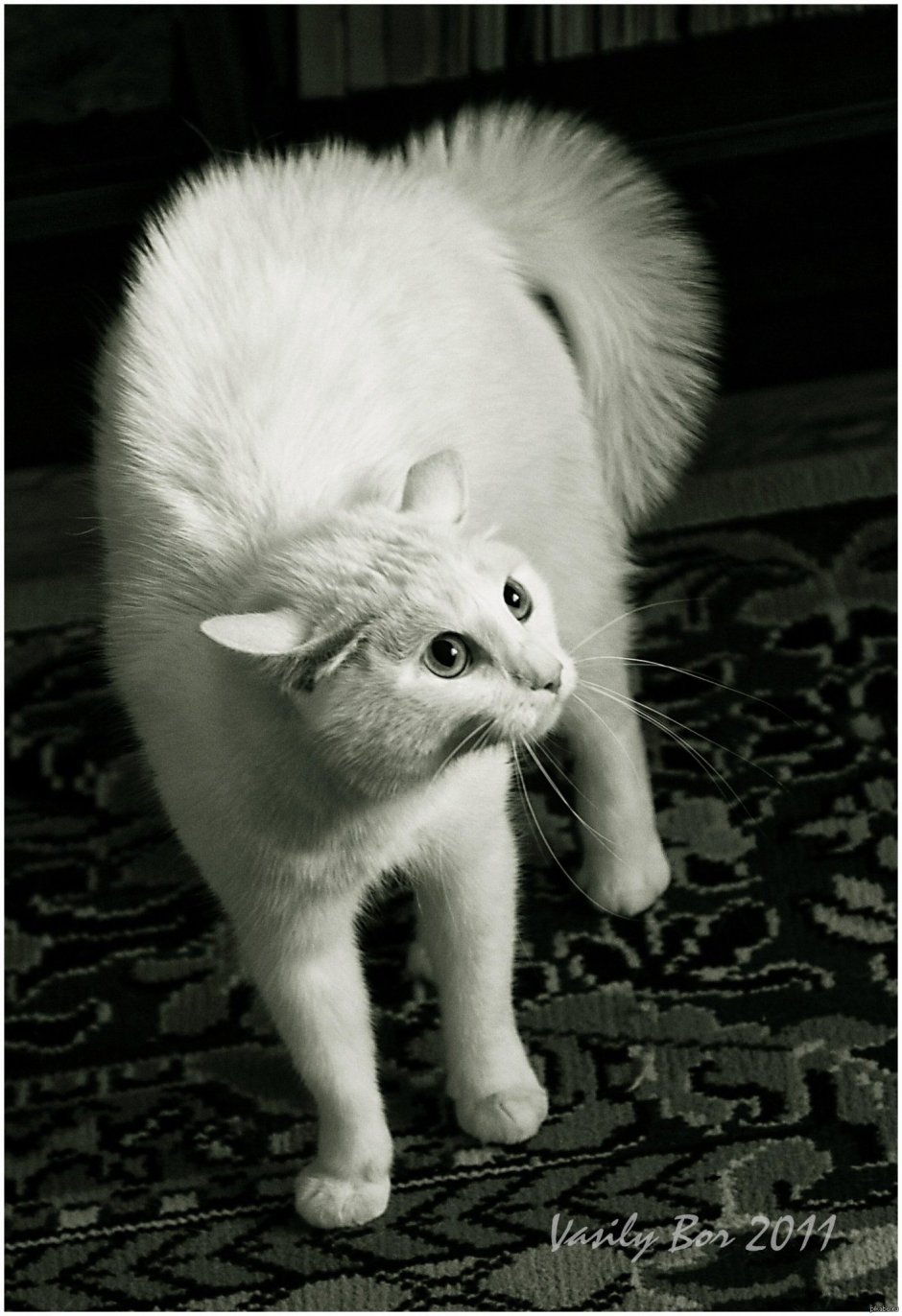 Коты шерсть дыбом