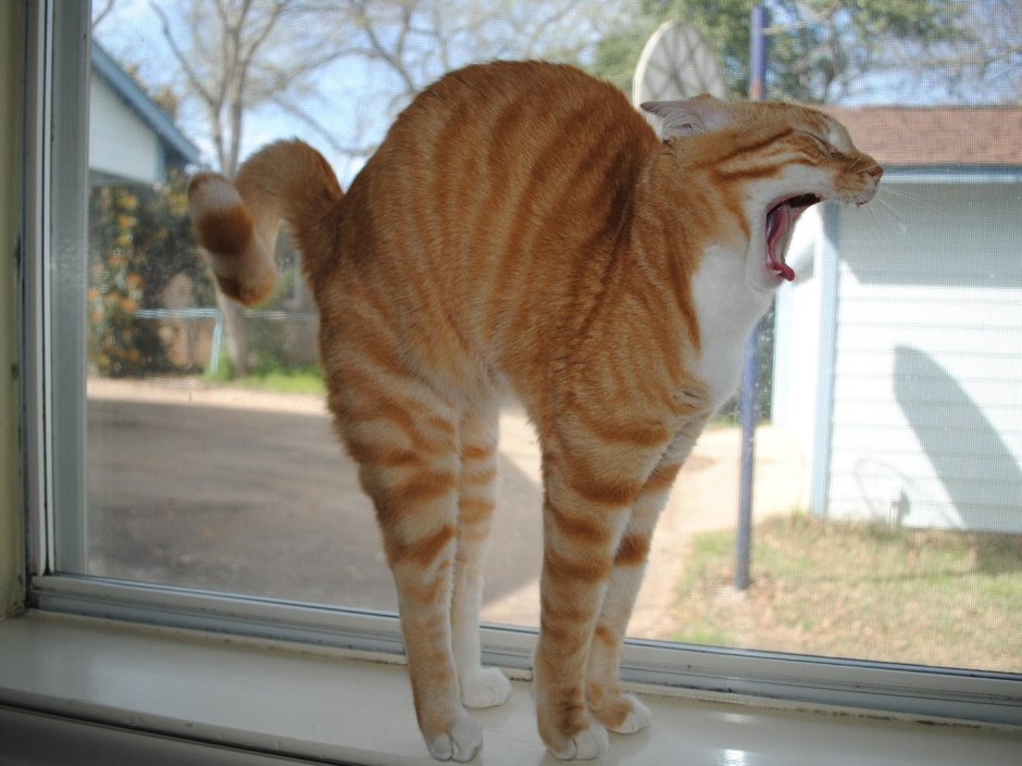 Приколы с котами