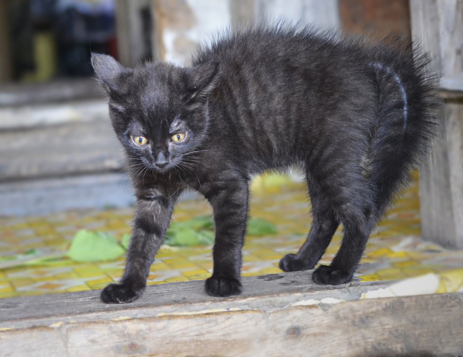 Шерсть дыбом