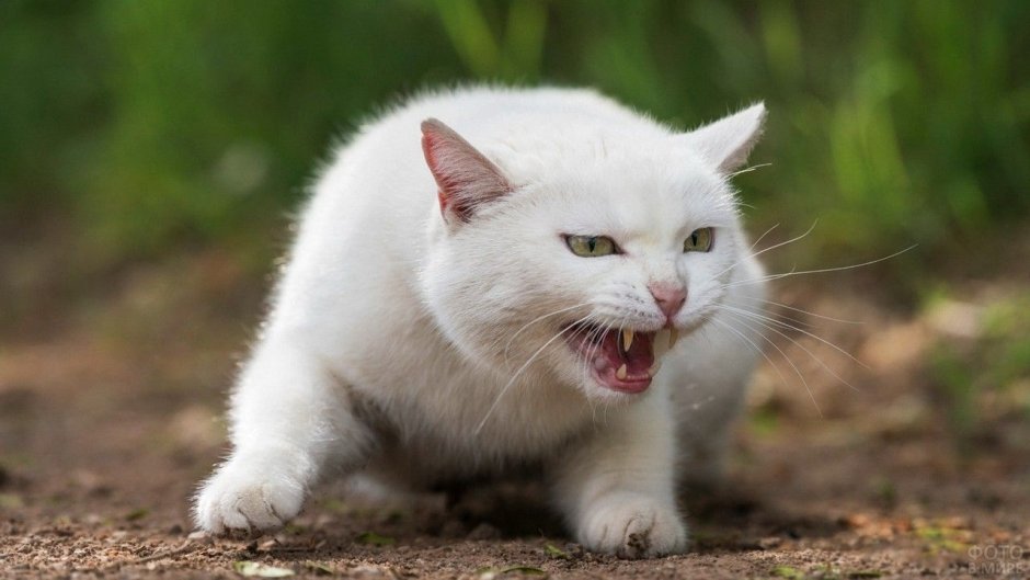 Злая белая кошка