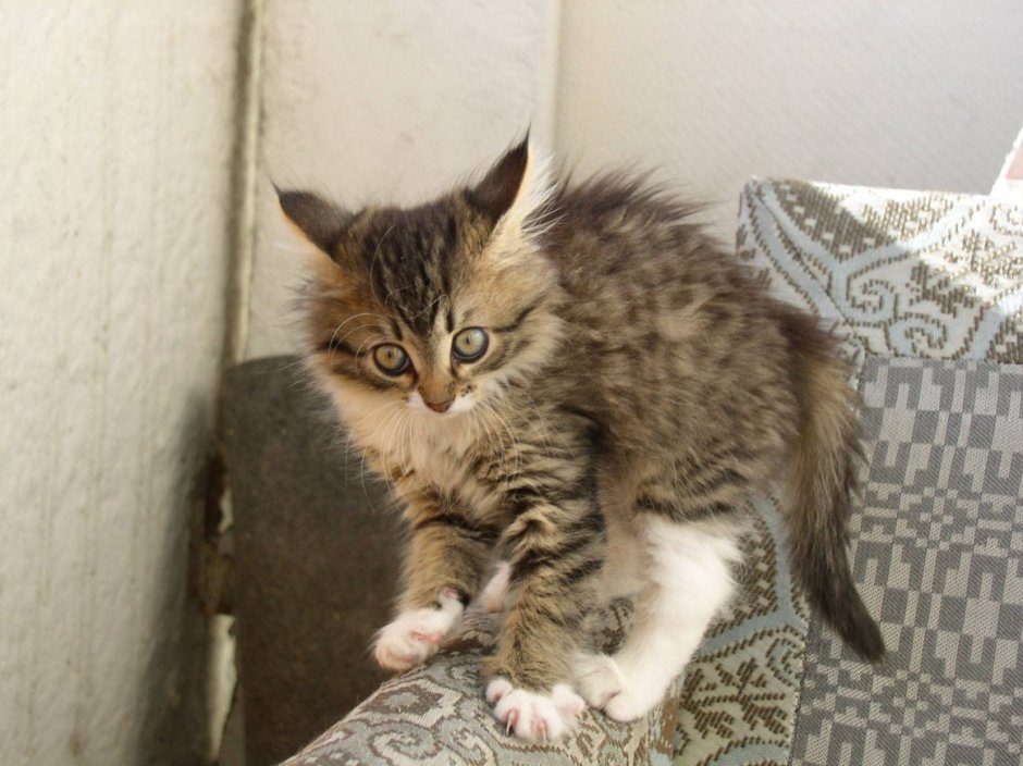 Котенок дыбом