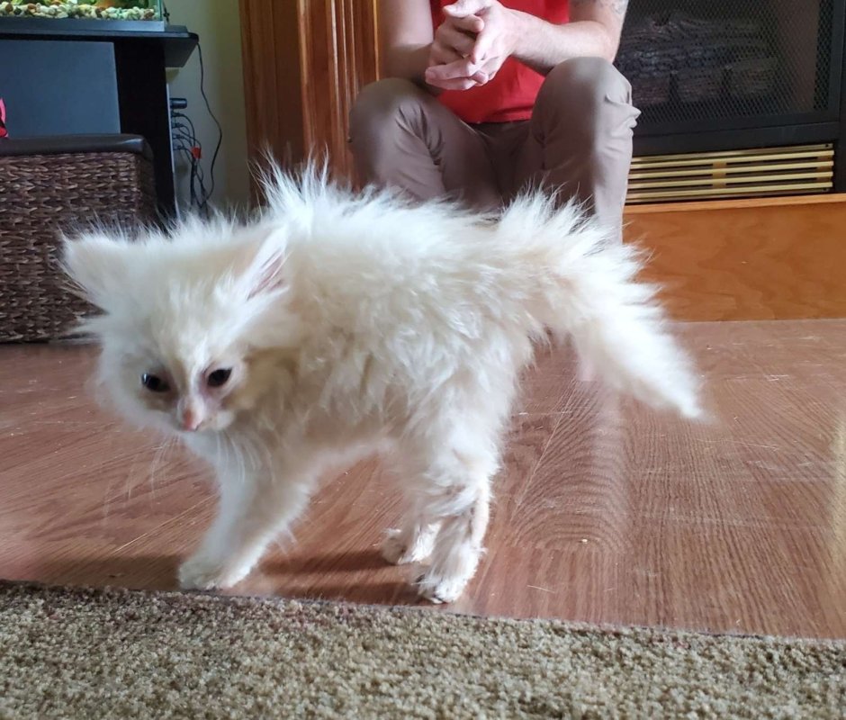 Кот шерсть дыбом