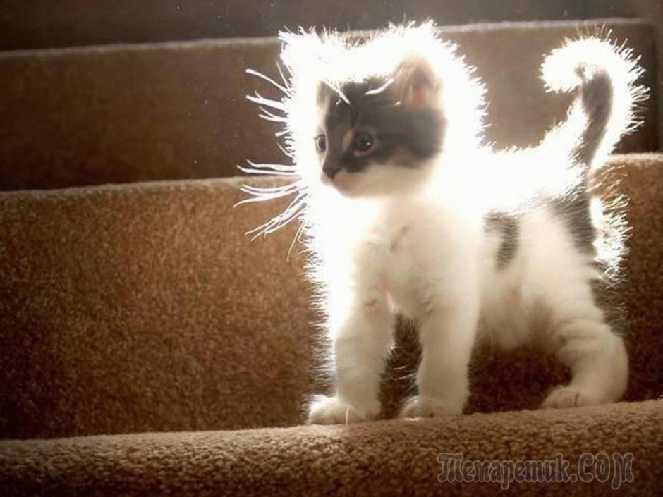 Деймон Сальваторе с медвежонком