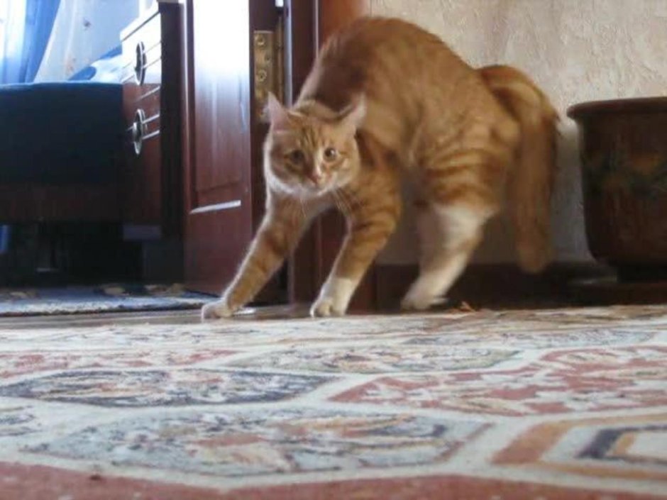 Кот на дыбах