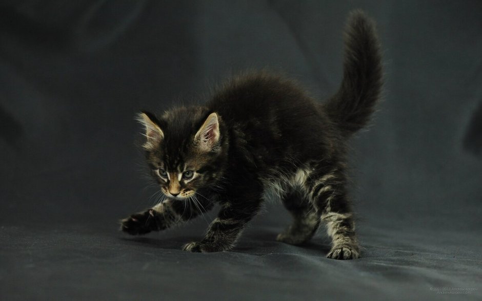 Шипящий котенок