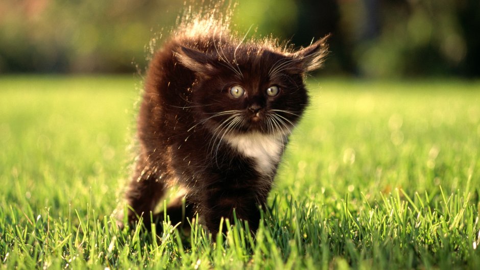 Обои на рабочий стол коты